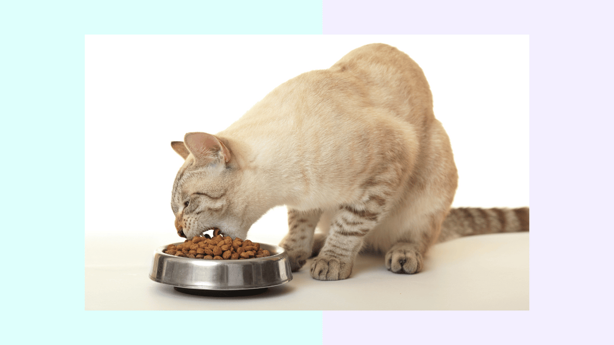 hoeveel droogvoer mag een kat
