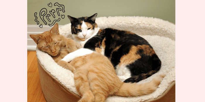 Spinnen katten als ze ziek zijn?