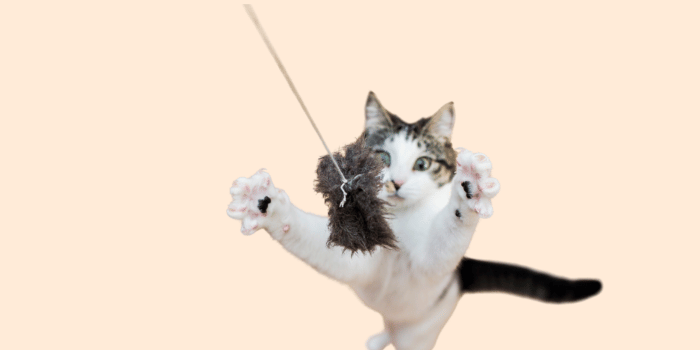 Wat is het beste speelgoed voor een actieve kat?