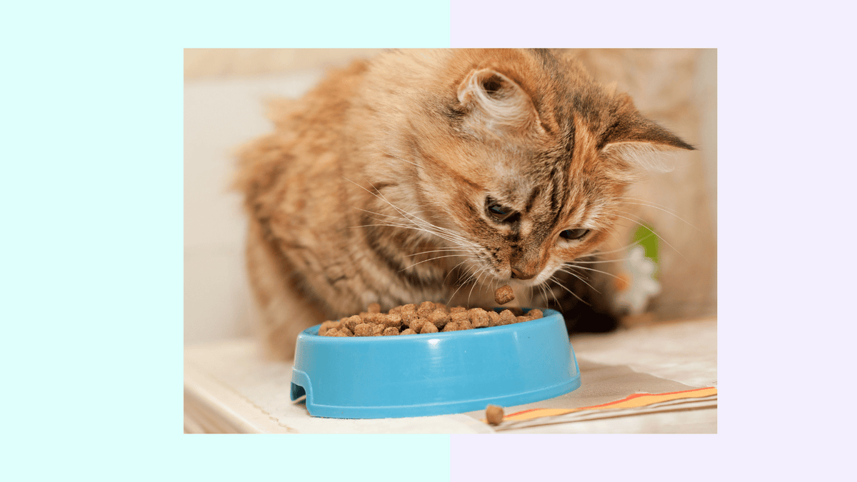Hoeveel gram droogvoer kat