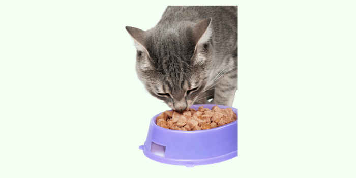 Hoe kattenvoer bewaren?
