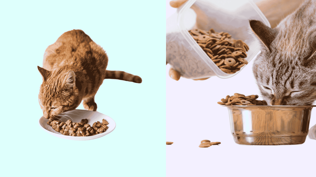 Hoe natvoer en droogvoer combineren bij een kat?
