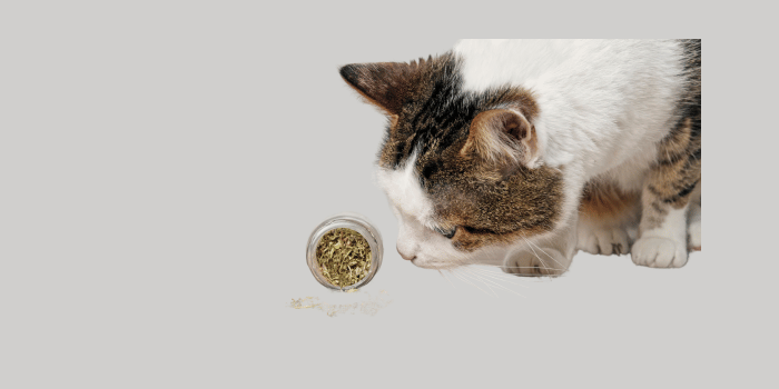 Hoe lang mag een kat met catnip spelen?