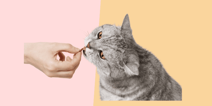 Hoeveel kost kattenvoer per maand?