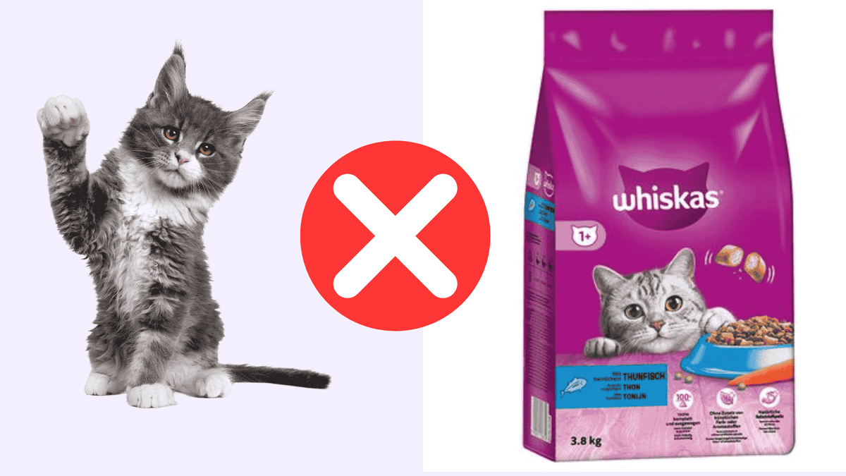 Is Whiskas goed voor de kat?