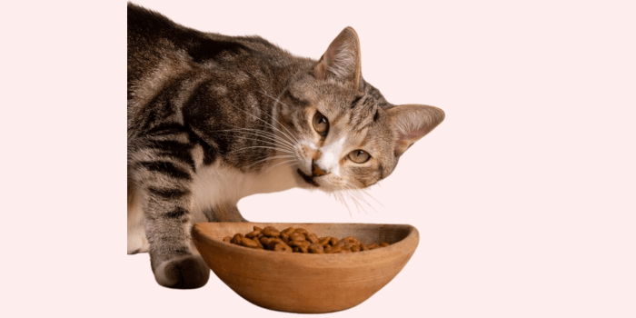 Vers voer voor katten