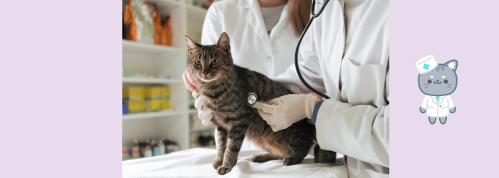 Hoeveel kost een kat steriliseren?