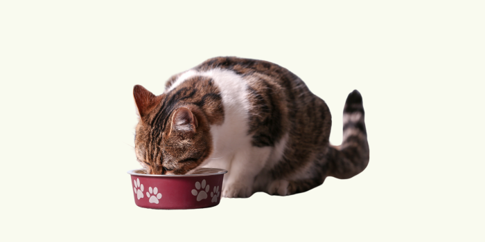 katten voer