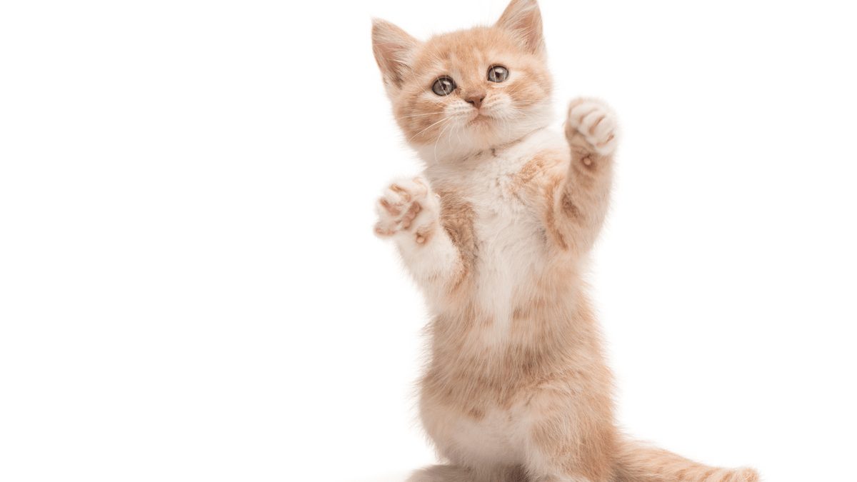 hoeveel gram droogvoer kitten