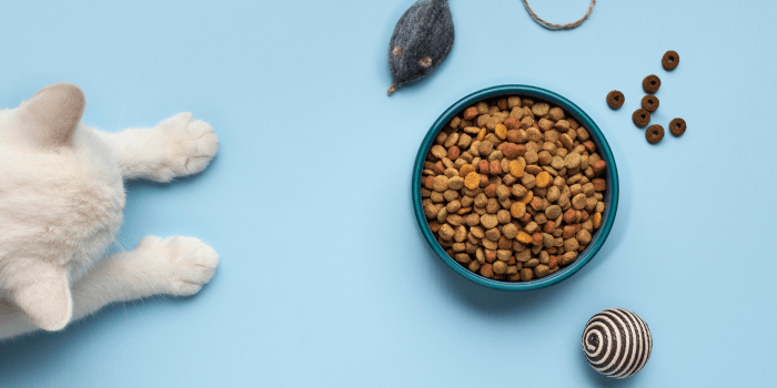De voordelen van vers voer voor je kat