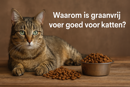 Waarom is graanvrij voer goed voor katten?