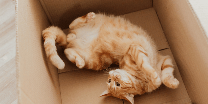 Wat betekent het als een kat aan het spinnen is?