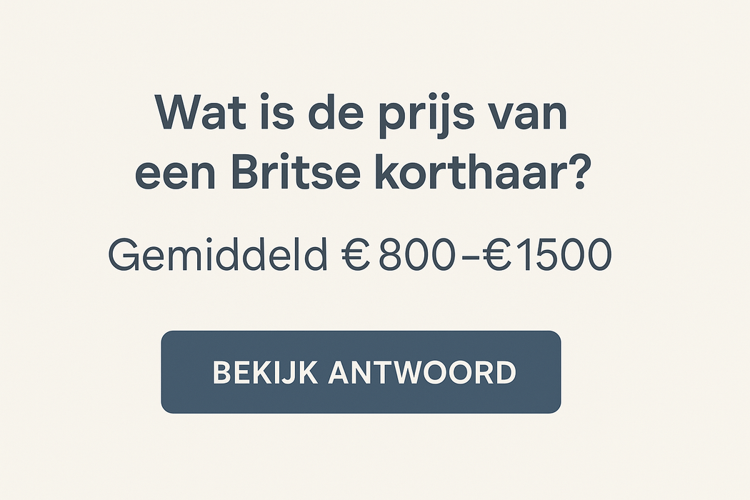 Wat is de prijs van een Britse korthaar?