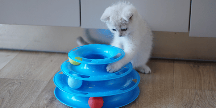 Wat vinden katten echt leuk om mee te spelen?