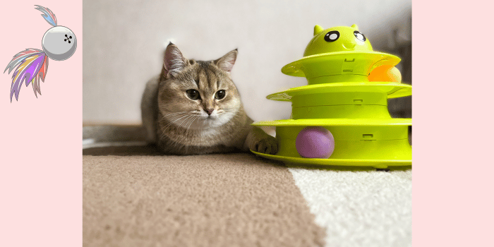 Zijn interactieve speeltjes goed voor katten?