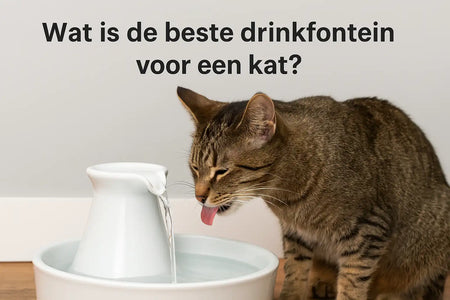 Wat is de beste drinkfontein voor een kat?