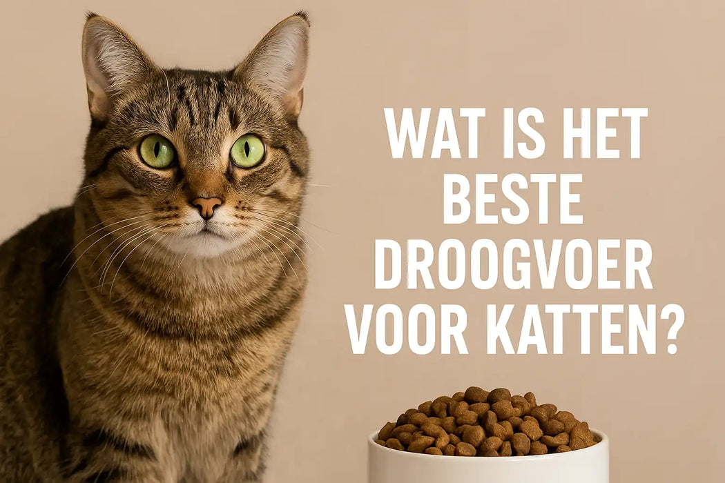 Wat is het beste droogvoer voor katten?