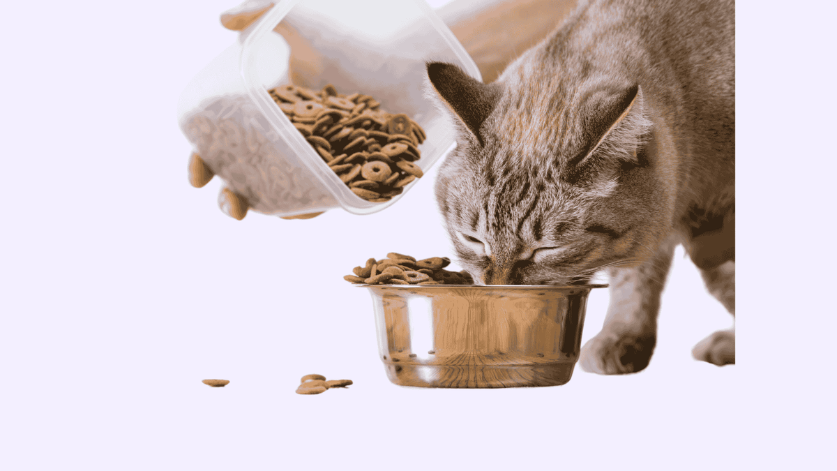 hoeveel natvoer en droogvoer katten